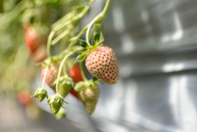 Close-up of red berries on plant