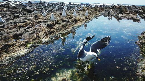 Birds in water