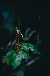 Close-up of rose on leaf against blurred background