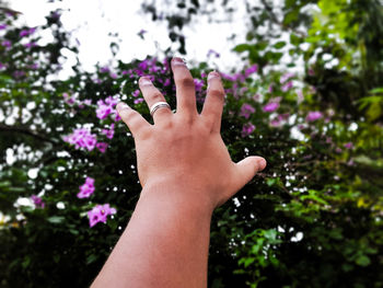 Cropped hand reaching for purple flowers on plant