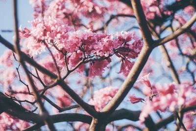 Close-up of pink cherry blossom