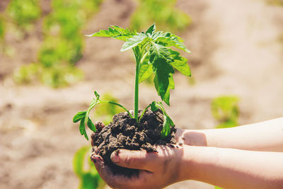 Cropped hand of person planting plant