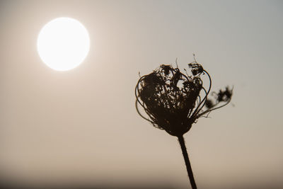 Close-up low angle view of sun