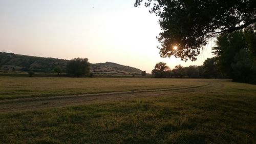 Scenic view of grassy field at sunset