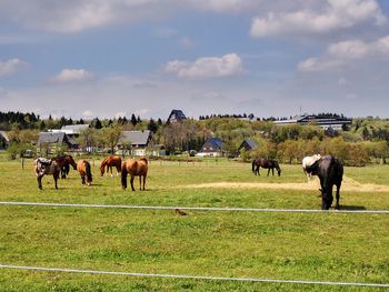 Horses grazing in field against sky