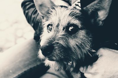 Close-up portrait of dog