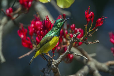 Close-up of bird perching on branch