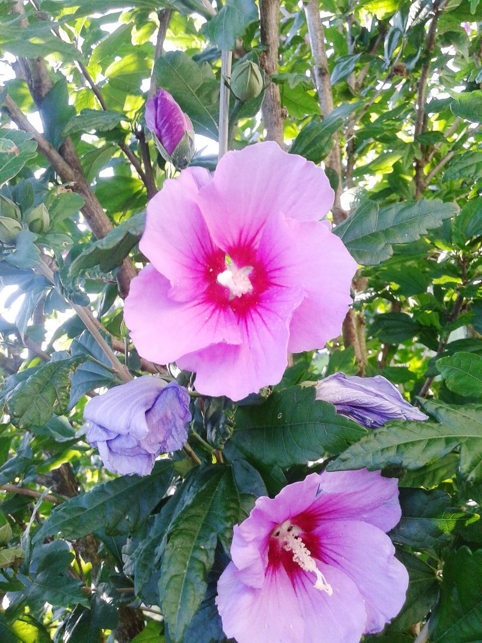 flower, freshness, petal, flower head, fragility, growth, beauty in nature, pink color, blooming, leaf, nature, single flower, close-up, plant, pollen, in bloom, blossom, park - man made space, stamen, hibiscus