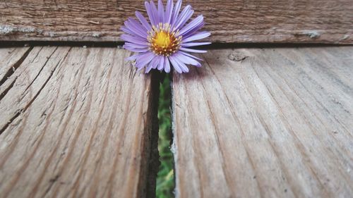 Close-up of purple flower in front of wooden wall