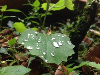 Close-up of water droplets on leaf