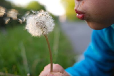 Close-up of dandelion flower