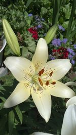 Close-up of white lily flowers