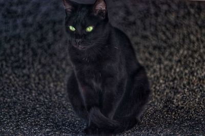 That black cat