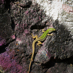 Close-up of lizard on rock