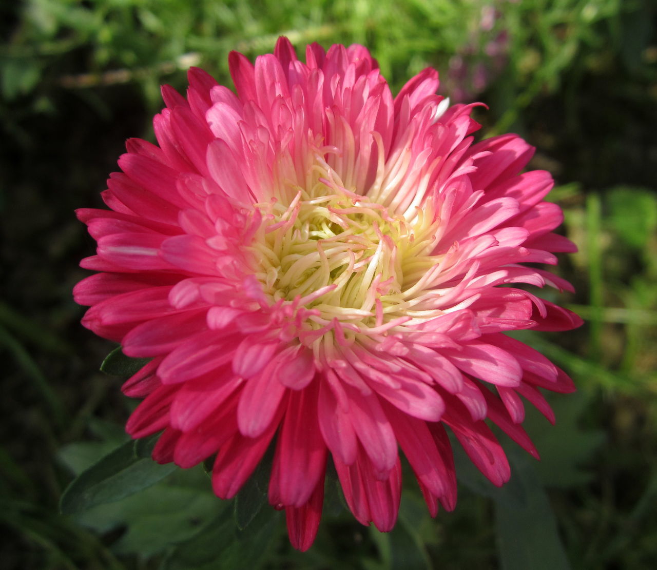 flower, flowering plant, plant, beauty in nature, freshness, petal, flower head, close-up, pink, inflorescence, fragility, nature, growth, dahlia, focus on foreground, no people, outdoors, asterales, pollen, springtime, day