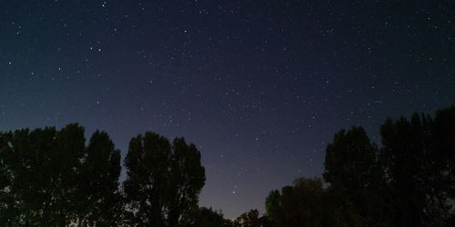 Low angle view of silhouette trees against sky at night