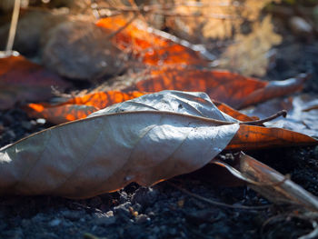 Close-up of autumn leaves on land