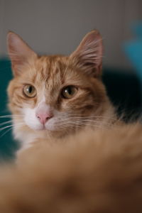 Close-up portrait of a cat