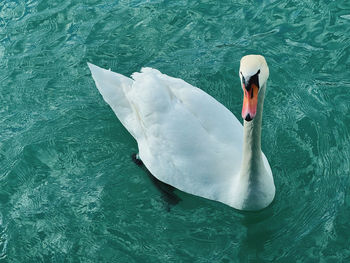 Close-up of swan swimming in lake