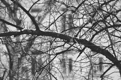 Low angle view of bare tree against sky