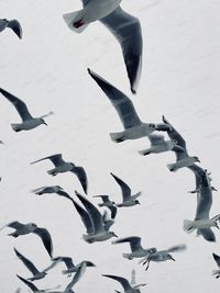 High angle view of seagulls flying