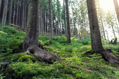 Trees in forest