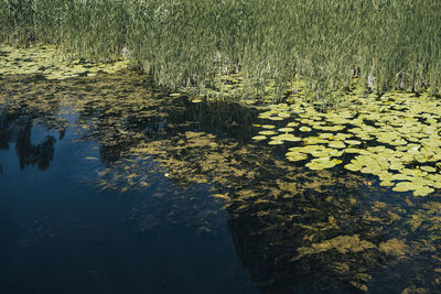 High angle view of plants floating on water