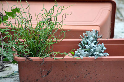 Close-up of potted plant in yard