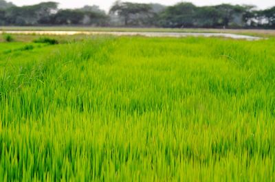 Scenic view of agricultural field