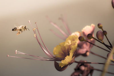 Close-up of bee buzzing by flowers