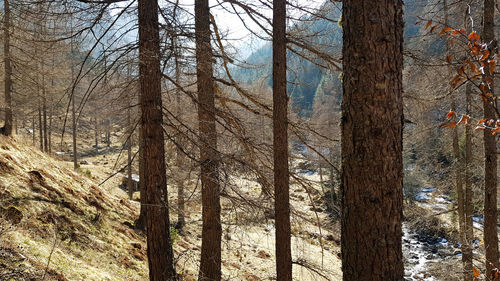 Bare trees in forest during winter