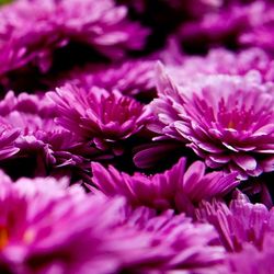 Close-up of pink flower