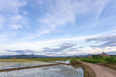 Scenic view of field against sky