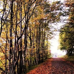 Road passing through forest