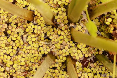 Full frame shot of bananas