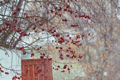 Low angle view of cherry tree against building