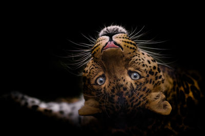 Close-up portrait of a cat