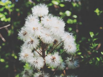 Close-up of white flowers