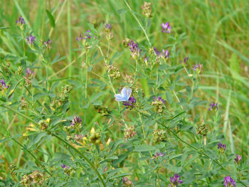 Close-up of butterfly pollinating on purple flower