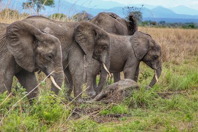 Wild african elephants in mikumi national park in tanzania in africa