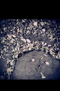 High angle view of maple leaves