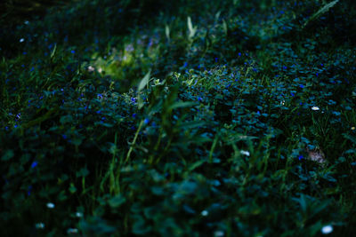 Full frame shot of plants growing on field