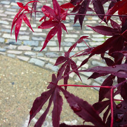 Close-up of leaves