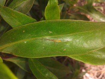 Close-up of green leaf on plant