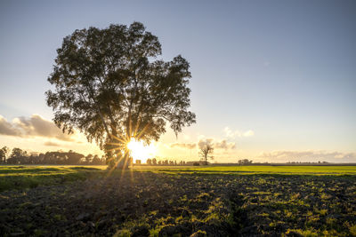 Scenic view of field against sky during sunset