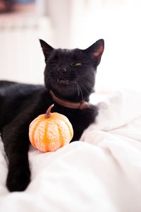 Close-up of a black cat on plate at home