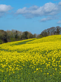 Scenic view of oilseed rape field against sky