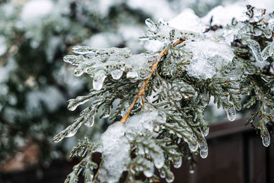 Freezing rain, icing hazards. frozen tree branch in winter city. icy tree branches close-up. icing