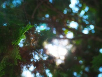 Low angle view of trees growing in forest