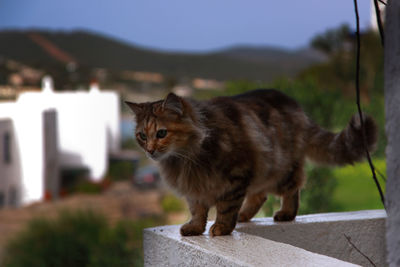 Cat on a balcony.
